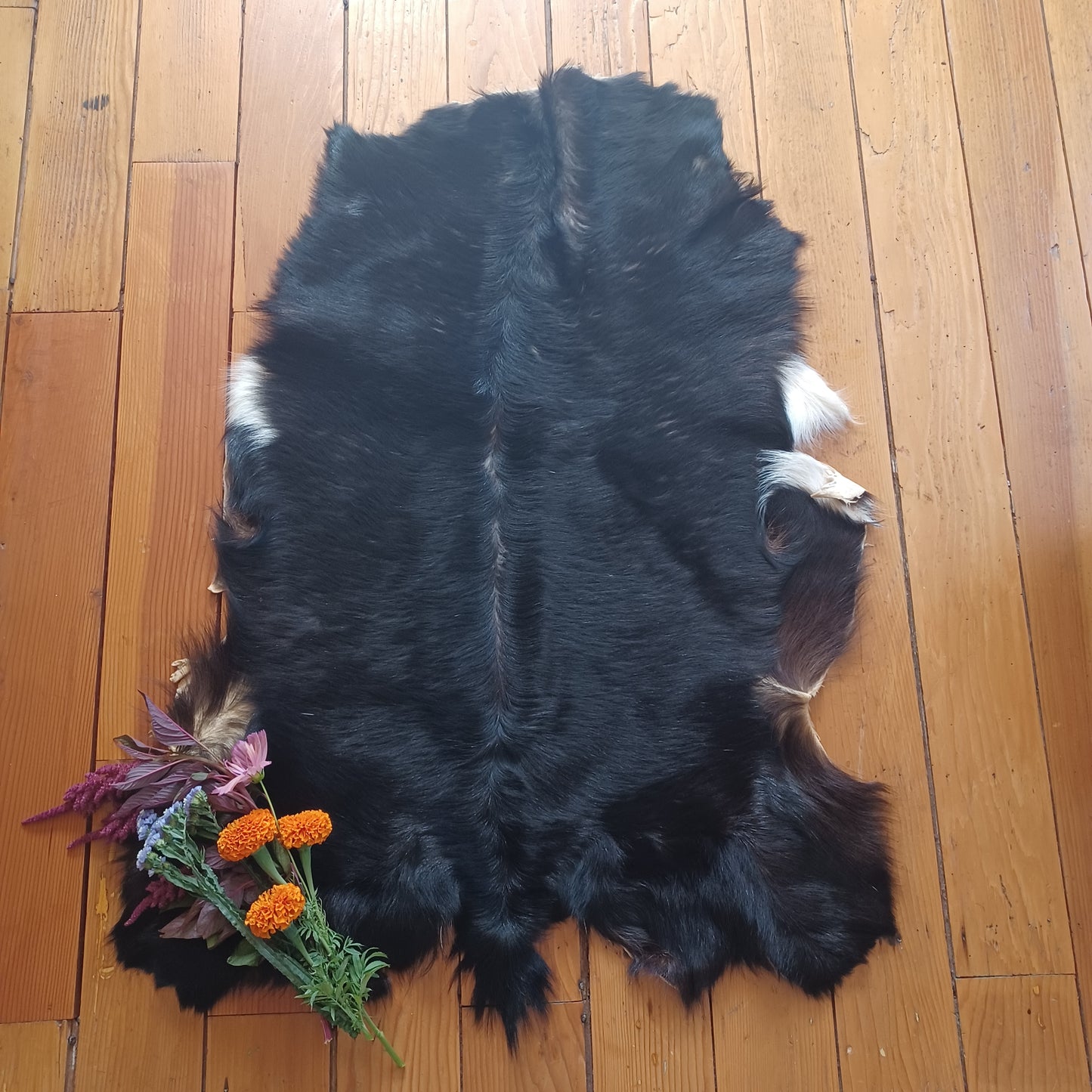 Premium Goat Hide - Black with White Edging