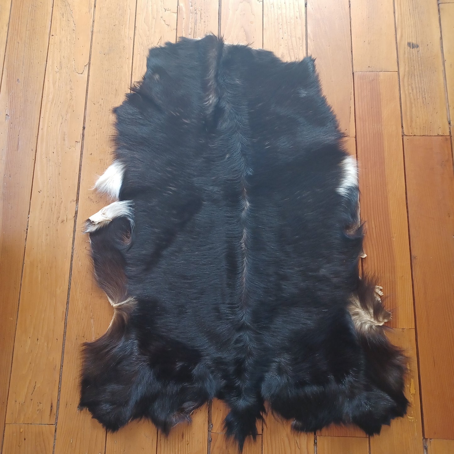 Premium Goat Hide - Black with White Edging