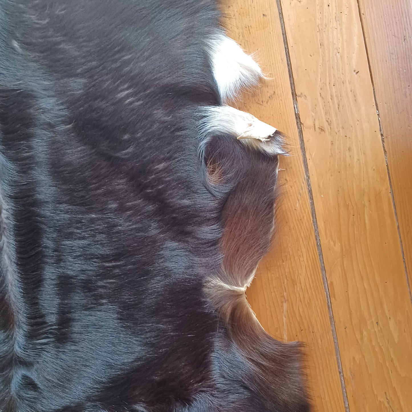 Premium Goat Hide - Black with White Edging