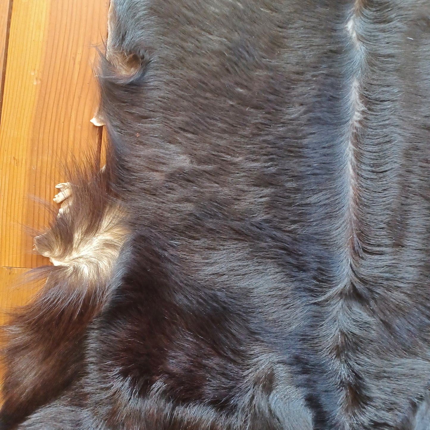 Premium Goat Hide - Black with White Edging