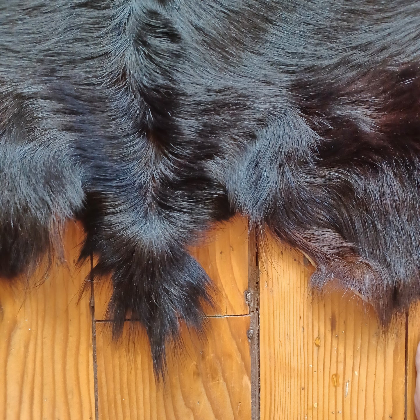 Premium Goat Hide - Black with White Edging