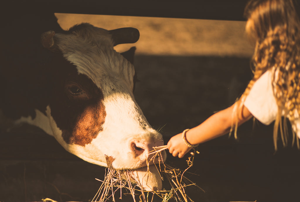 Liver Powder, 100% grass-fed and finished, California raised