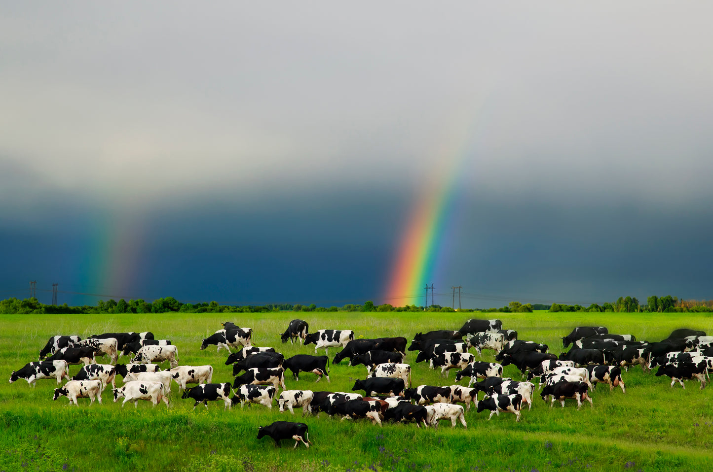 Liver Powder, 100% grass-fed and finished, California raised